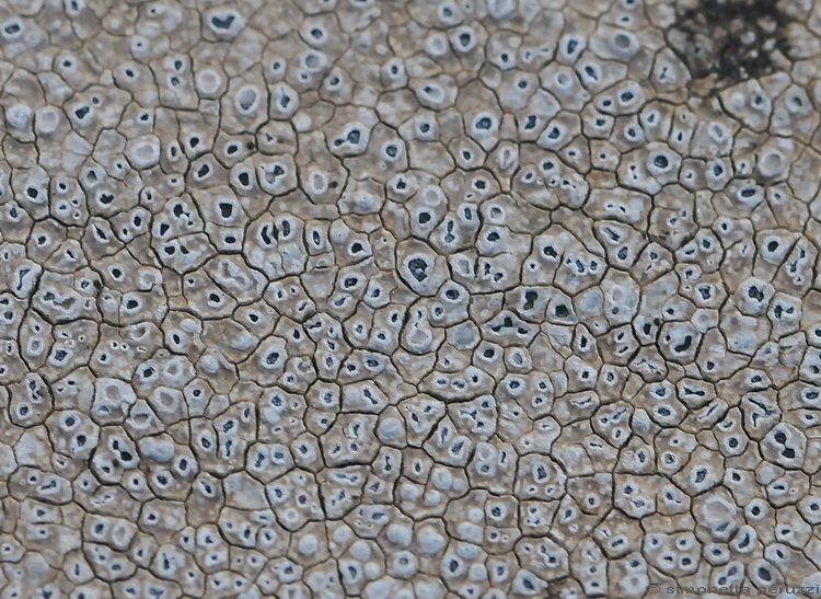 Lichene crostoso del Chianti grevigiano